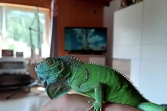 Legwan zielony iguana z domowej hodowli, Śląskie, Wola