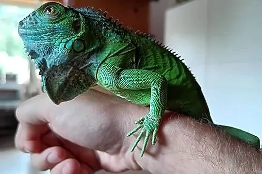Legwan zielony iguana z domowej hodowli, Śląskie, Wola
