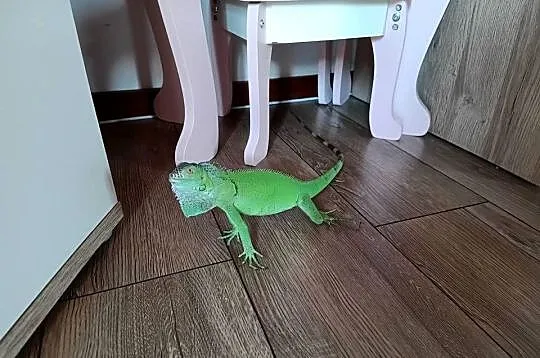 Legwan zielony iguana z domowej hodowli, Śląskie, Wola