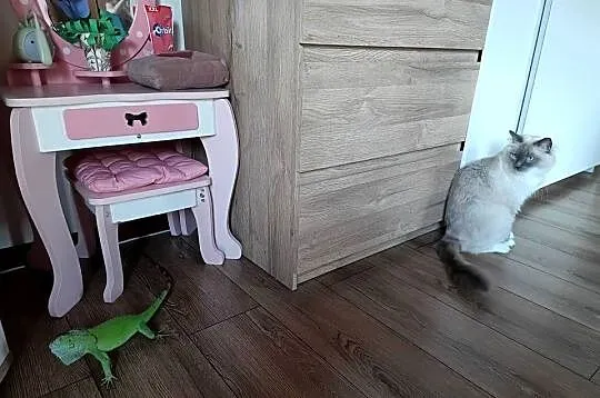 Legwan zielony iguana z domowej hodowli, Śląskie, Wola