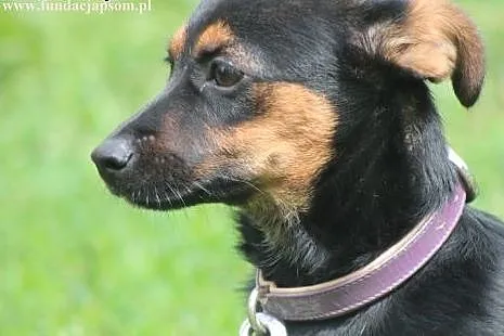 Wika- cudne maleństwo szuka domku!,  mazowieckie N