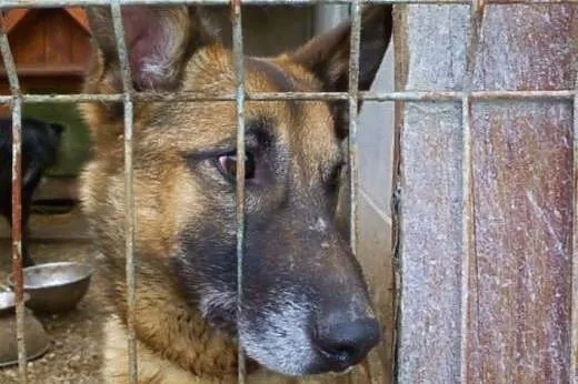 Harold szuka domu z aktywnymi ludźmi,  śląskie Kat