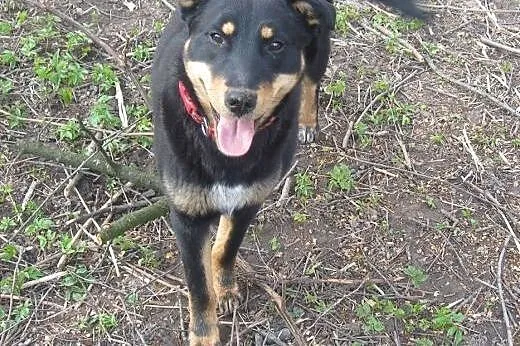 Hana, oaza spokoju, przyjazna do dzieci i psów młodziutka sunia adopcja,  Kundelki cała Polska