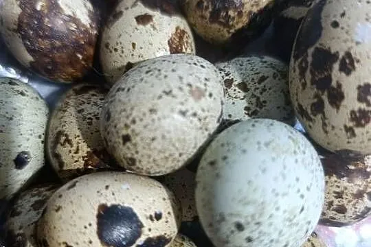 Przepiórka japońska,przepiórki nioski, Dolnośląskie, Kłodzko