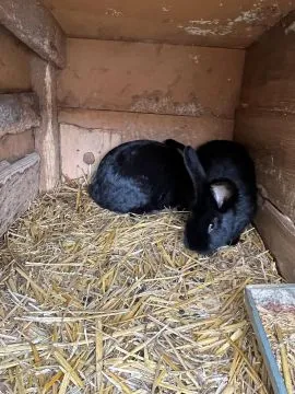 Króliki wiedeńskie tegoroczne samce i samice., , Dębowo