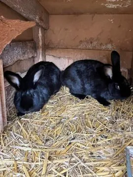 Króliki wiedeńskie tegoroczne samce i samice., , Dębowo