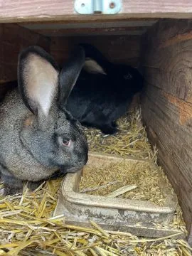 Króliki wiedeńskie tegoroczne samce i samice.