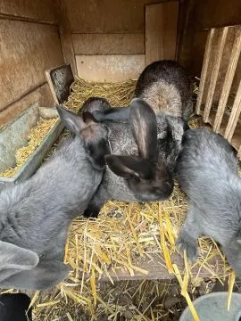 Króliki wiedeńskie tegoroczne samce i samice., , Dębowo