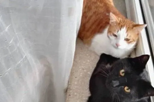 Stefan i Młody - 2-letnie kociaki szukają wspólneg