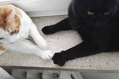 Stefan i Młody - 2-letnie kociaki szukają wspólneg