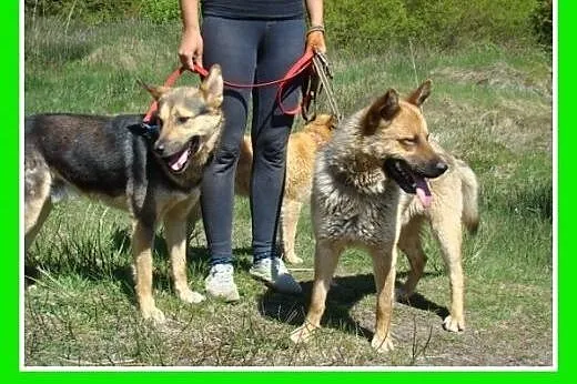 Mniejszy niz owczarek,przyjazny,łagodny,kontaktowy