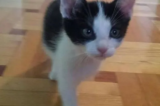 Dwumiesięczny Freddie,  małopolskie Tarnów