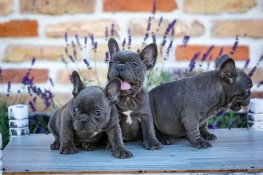 Buldog francuski szczenięta (Buldog francuski szczenięta )