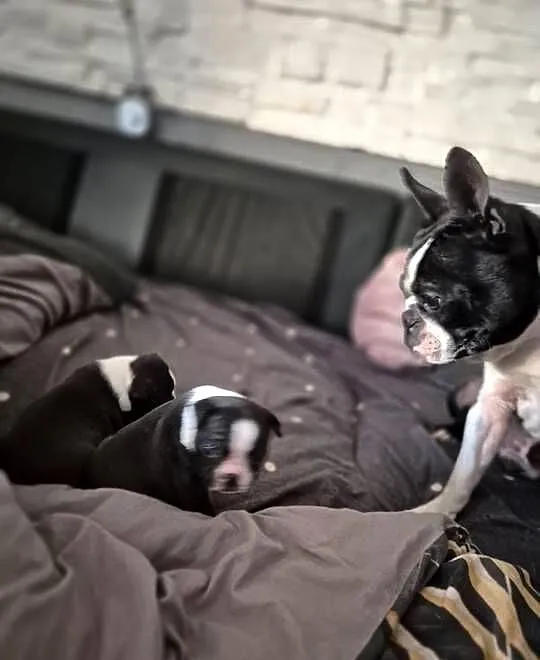 Boston terrier ~ wolne 3 piękne suczki ~ odbiór początek czerwca, Kujawsko-pomorskie, Izbica Kujawska