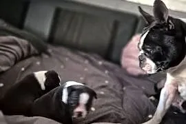 Boston terrier ~ wolne 3 piękne suczki ~ odbiór początek czerwca