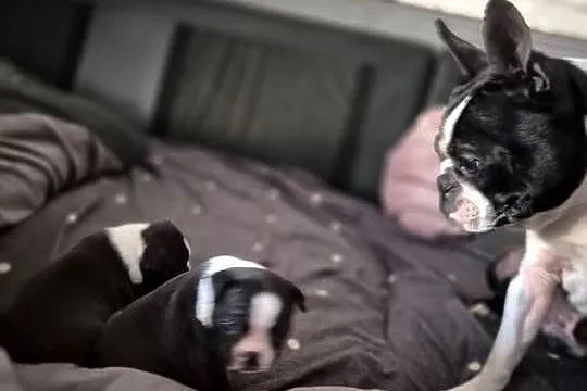 Boston terrier ~ wolne 3 piękne suczki ~ odbiór początek czerwca, Kujawsko-pomorskie, Izbica Kujawska