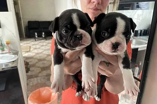 Boston terrier ~ wolne 3 piękne suczki ~ odbiór początek czerwca, Kujawsko-pomorskie, Izbica Kujawska
