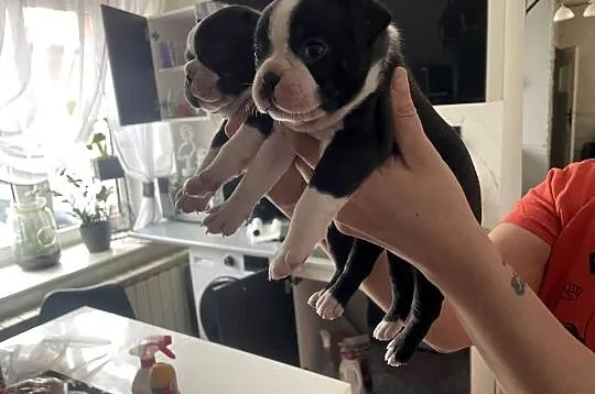 Boston terrier ~ wolne 3 piękne suczki ~ odbiór początek czerwca, Kujawsko-pomorskie, Izbica Kujawska