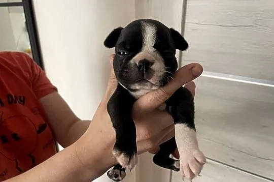 Boston terrier ~ wolne 3 piękne suczki ~ odbiór początek czerwca, Kujawsko-pomorskie, Izbica Kujawska