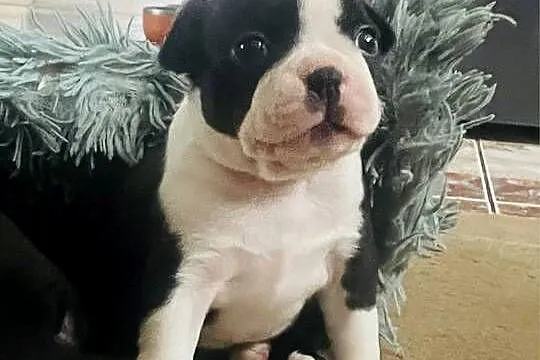 Boston terrier ~ wolne 3 piękne suczki ~ odbiór początek czerwca, Kujawsko-pomorskie, Izbica Kujawska