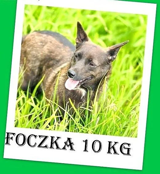 10kg,czekoladowa,łagodna,przyjazna,wesoła suczka F
