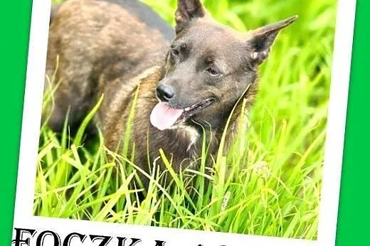 10kg,czekoladowa,łagodna,przyjazna,wesoła suczka F