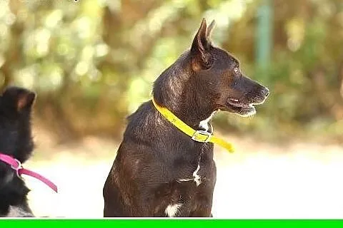 10kg,czekoladowa,łagodna,przyjazna,wesoła suczka F