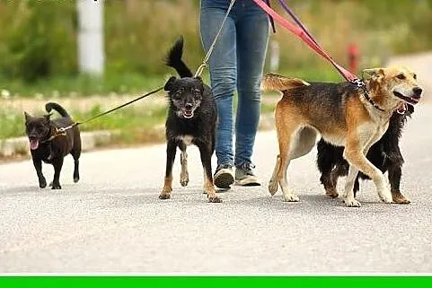 10kg,czekoladowa,łagodna,przyjazna,wesoła suczka F