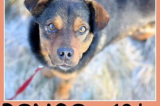 10 kg 1 rok, wesoły,przytulaśny,towarzyski piesek PONGO_Adopcja_