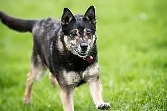 Baster- wilcze serduko, małe ciałko do adopcji. , 