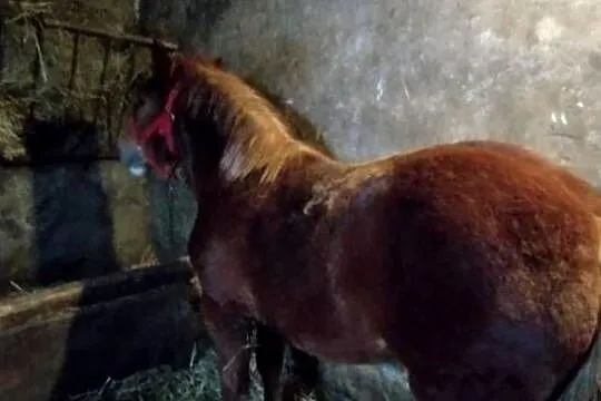 klacz zimnokrwista, Kujawsko-pomorskie, Glewo