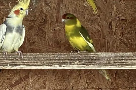 Papugi różne nimfy rozelle kozy