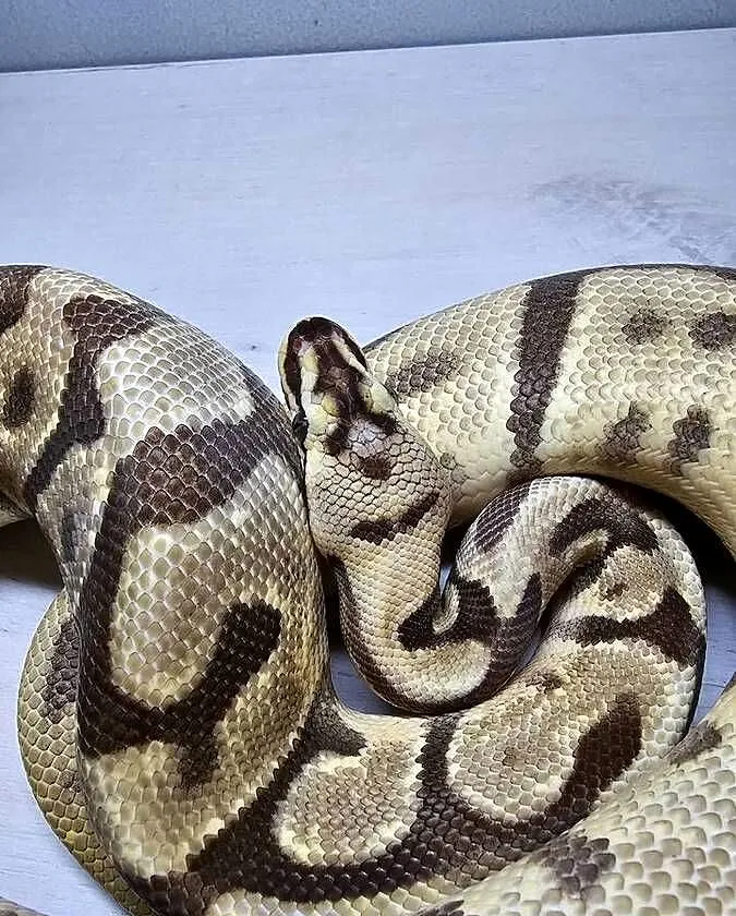Pyton królewski python regius samica, Dolnośląskie, Wrocław