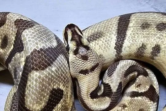 Pyton królewski python regius samica, Dolnośląskie, Wrocław