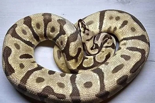 Pyton królewski python regius samica, Dolnośląskie, Wrocław