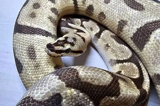 Pyton królewski python regius samica, Dolnośląskie, Wrocław