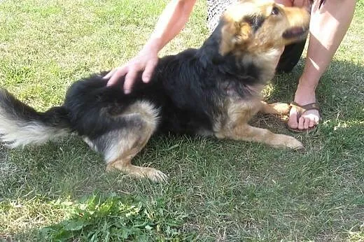 Kochany, ułożony Kubuś, ogromny przytulak szuka do