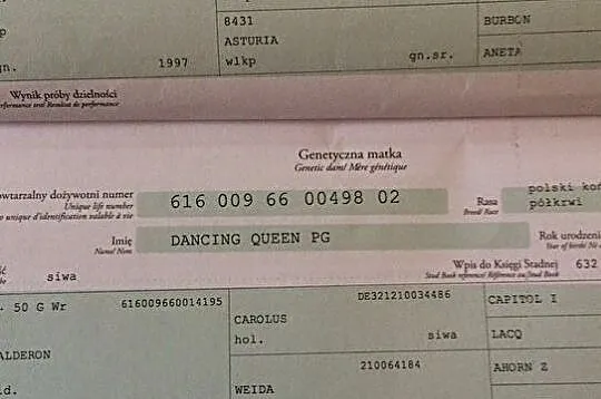 Klaczka do sportu i hodowli sprzedam, , Grodzisk