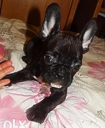 Piękny piesek, buldog francuski z rodowodem