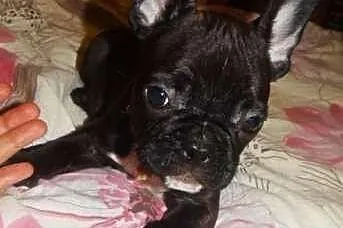 Piękny piesek, buldog francuski z rodowodem