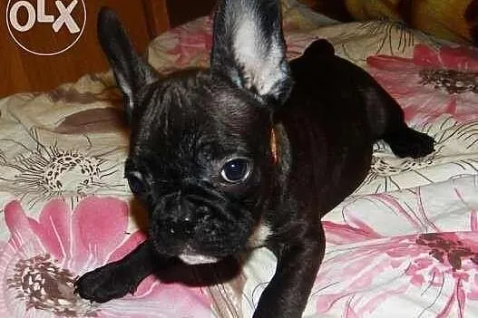 Piękny piesek, buldog francuski z rodowodem