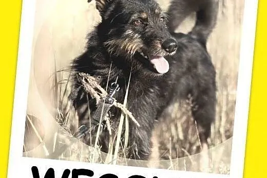 1,5 roku,15 kg,towarzyski,radosny,przesympatyczny psiak WESOŁY.Adopcja,  śląskie Katowice