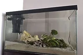 Akwarium 60l z pyszczakami