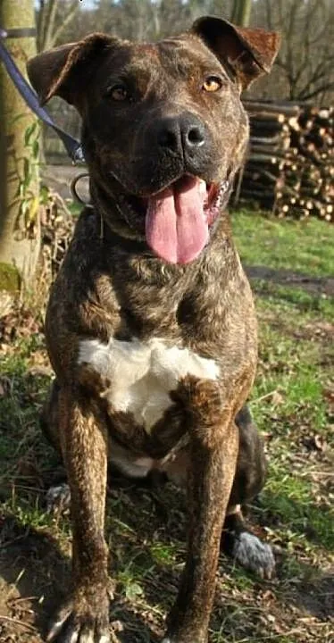 Sonia – mix amstaff / molos –