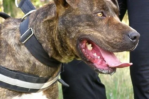 Sonia &#8211; mix amstaff / molos &#8211; 