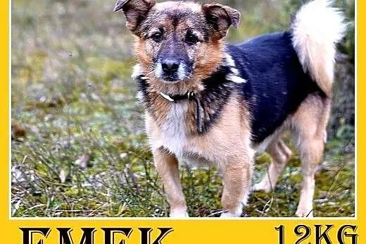 12kg,mały,dzielny piesek EMEK do domu z ogródkiem.ADOPCJA,  dolnośląskie Wrocław