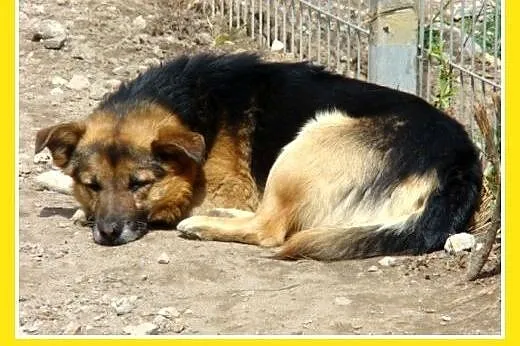 12kg,mały,dzielny piesek EMEK do domu z ogródkiem.
