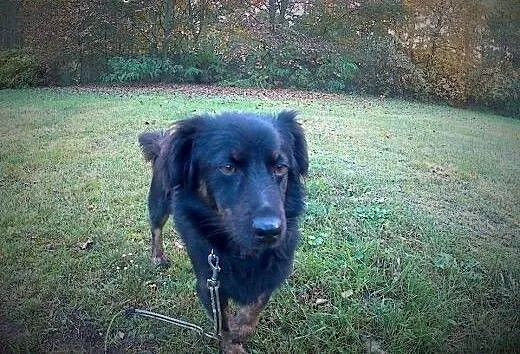 KUJON DO ADOPCJI !!!, dolnośląskie Wrocław