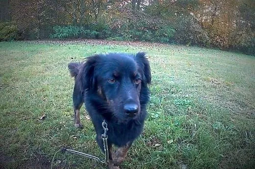 KUJON DO ADOPCJI !!!,  dolnośląskie Wrocław
