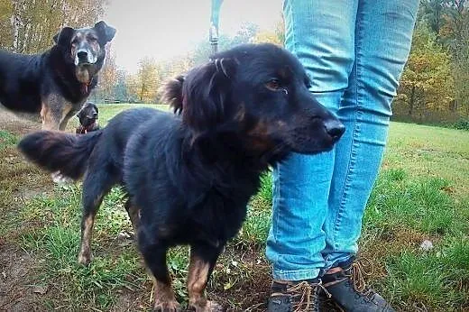 KUJON DO ADOPCJI !!!,  dolnośląskie Wrocław